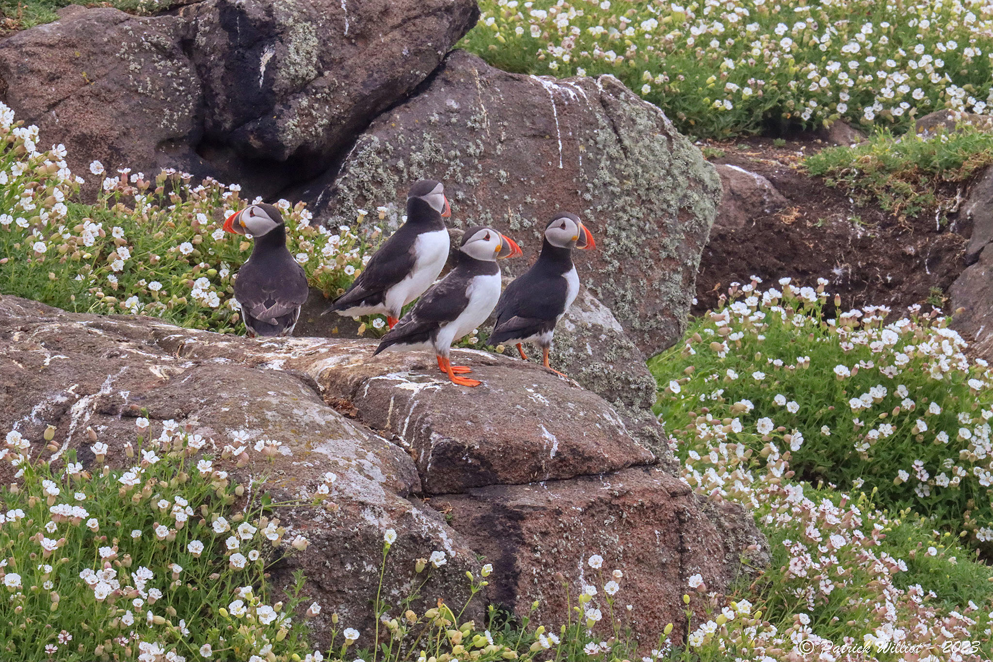 Isle of May National Nature Reserve